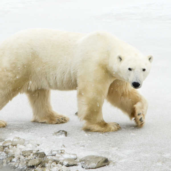 viaje a canada para ver osos polares