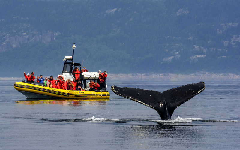 ver ballenas en canada