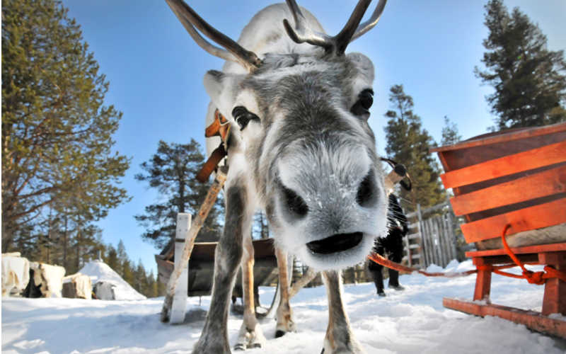 The reindeer, a symbol of Lapland