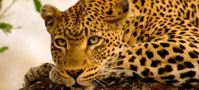 viajes sudafrica kruger leopardo