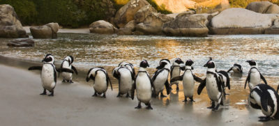 visitar cabo buena esperanza pinguïnos ciudad del cabo