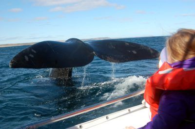 ver ballenas en un viaje a argentina