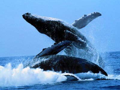 ver ballenas argentina