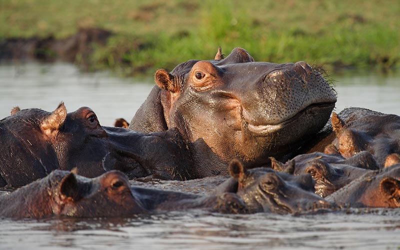 hipopotamos-rio-chobe-botswana