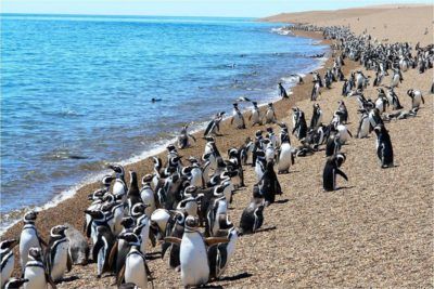 ver pinguinos en viaje a argentina