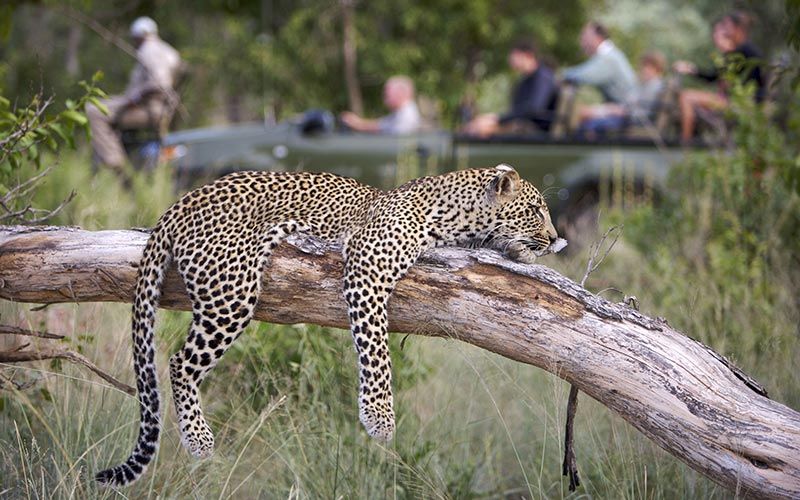safari-kruger-fotografico-leopardo