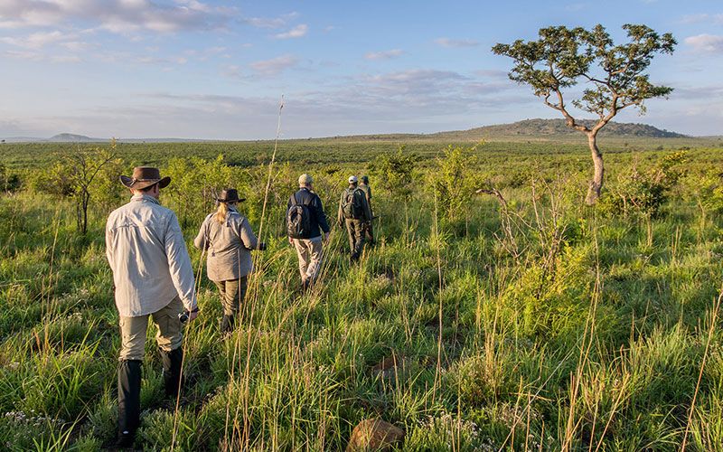 Safaris en el Parque Nacional de Kruger - Next Destinium