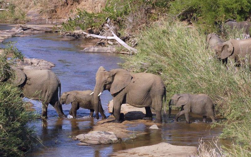 trips to South African Kruger National Park