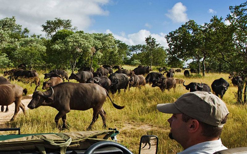 Safaris en el Parque Nacional de Kruger