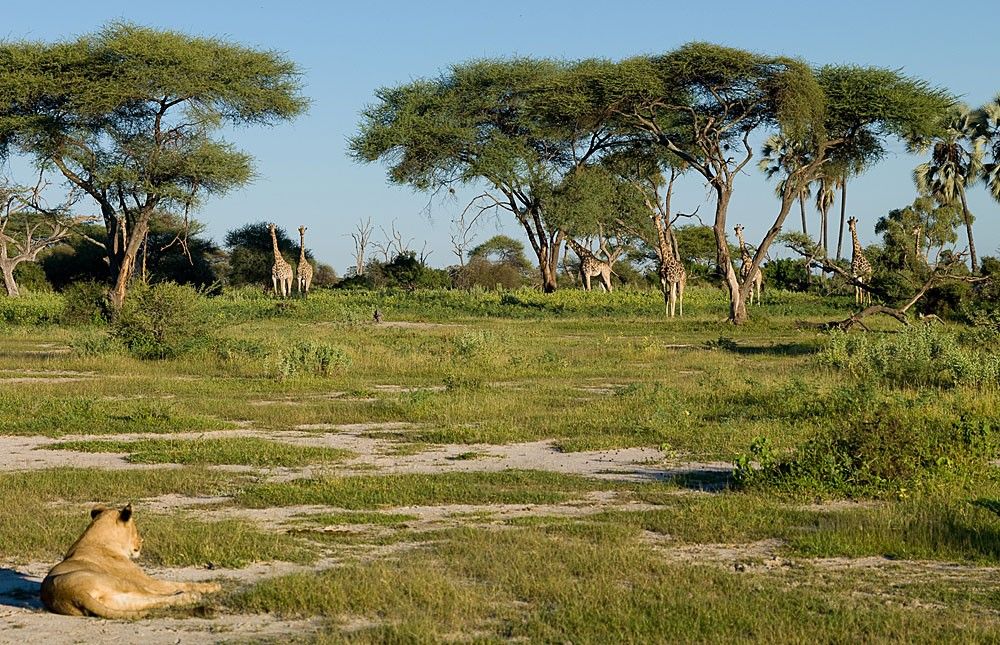 La Reserva Natural de Moremi en el Delta de Okavango, Botswana