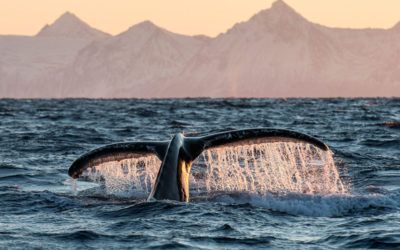 Whale Watching Andenes in Norway