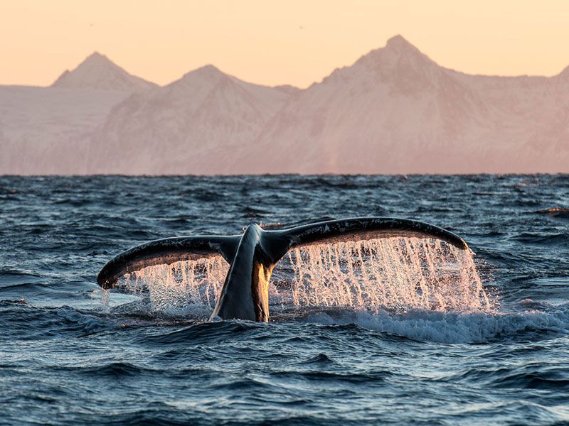 Whale Watching Andenes in Norway