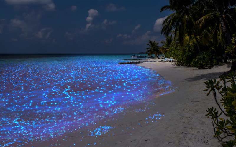 snorkel-nocturno-maldivas-luminiscencia