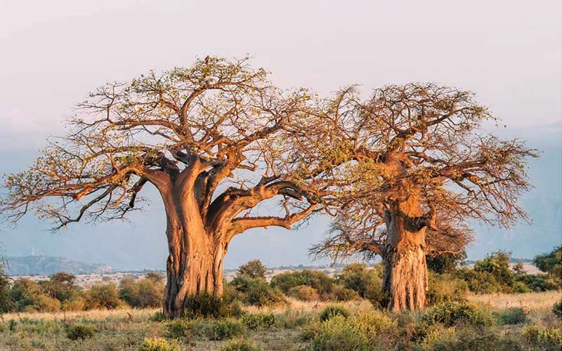 parque-tarangire-baobabs-viajes-a-tanzania