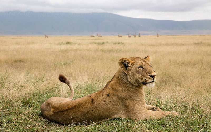 safari-Ngorongoro-tanzania-viajes-a-medida
