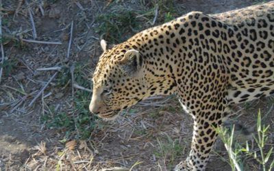 mejores-safaris-sudafrica-ver-leopardo-kruger