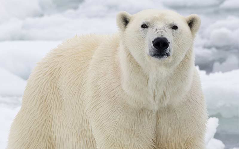 Migración de osos polares en Canadá
