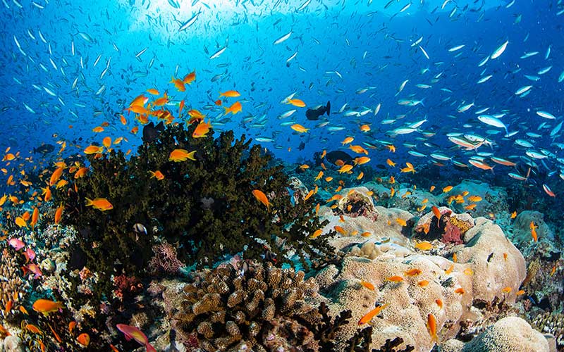 Los 10 mejores resorts de snorkeling en Maldivas