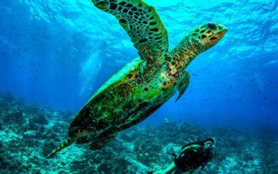 best-resorts-maldives-snorkling-dusit-thani