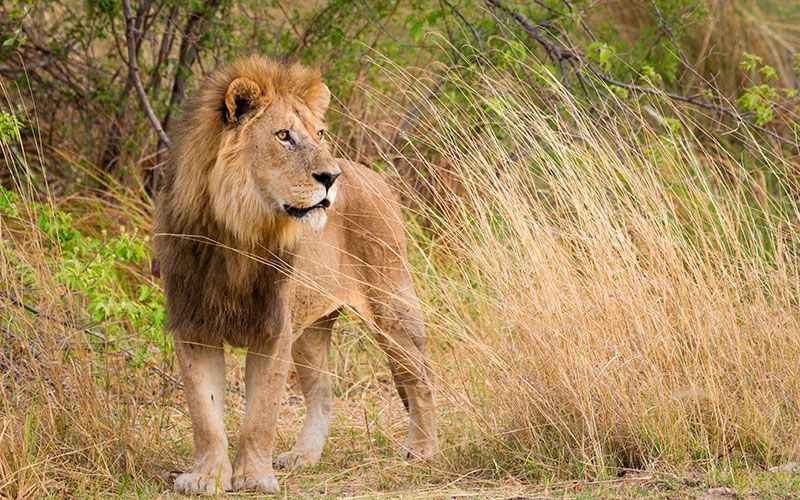 safari-actividades-moremi-parque-nacional-viaje-a-botswana