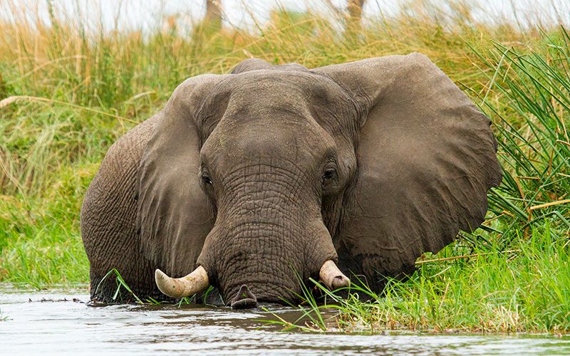 safaris-moremi-viajes-botswana-lujo