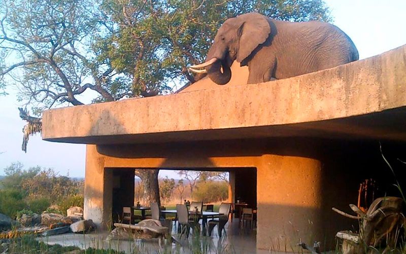 safaris-kruger-elefantes-viajes-sudafrica-a-medida