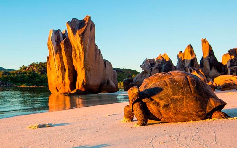 excursiones-islas-seychelles-praslin-isla-curieuse-tortugas